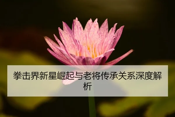 拳击界新星崛起与老将传承关系深度解析